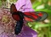 Zygaena romeo